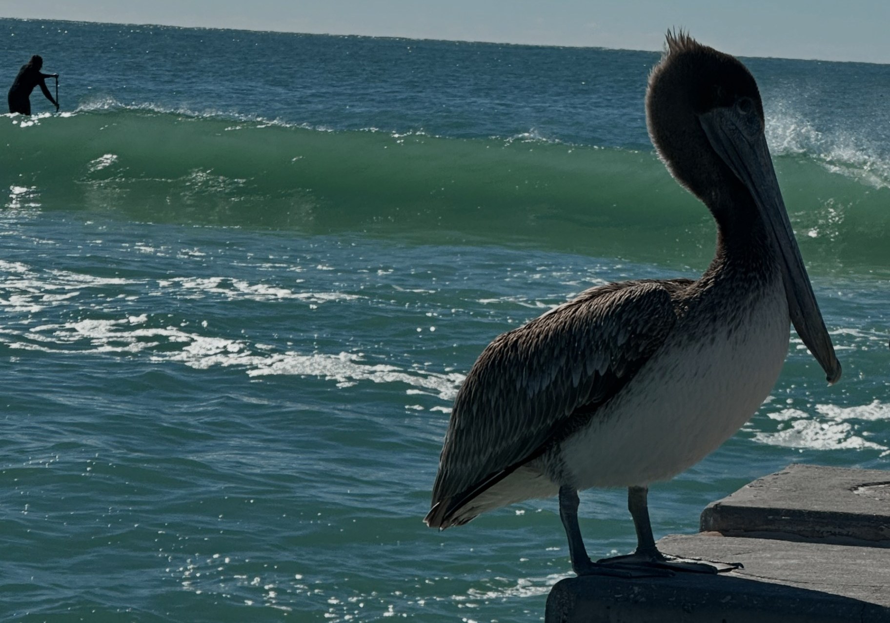 Pelikan auf einer Kaimauer vor dem Meer in Florida